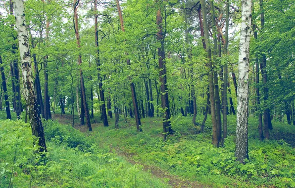 Green, trees, park