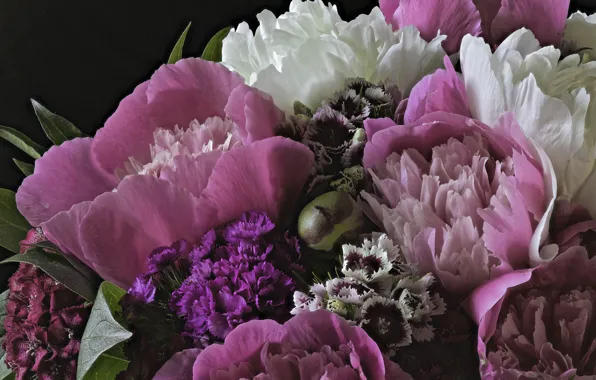 Picture macro, bouquet, peonies