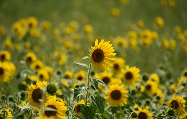 Picture field, summer, leaves, sunflowers, flowers, nature, green, background