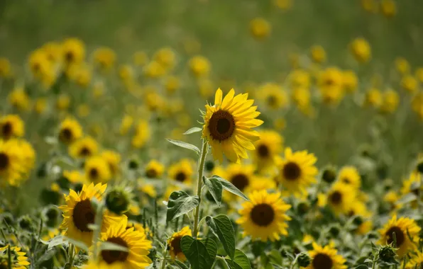 Field, summer, leaves, sunflowers, flowers, yellow, nature, green