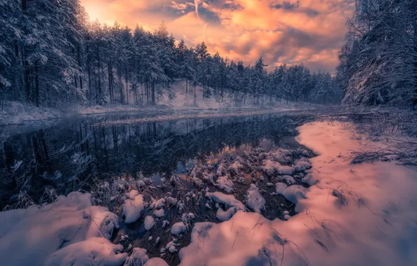 Winter, forest, nature, river