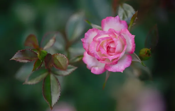 Leaves, roses, petals, buds, bokeh