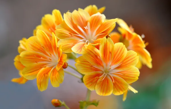 Macro, nature, petals, inflorescence, Leviziya