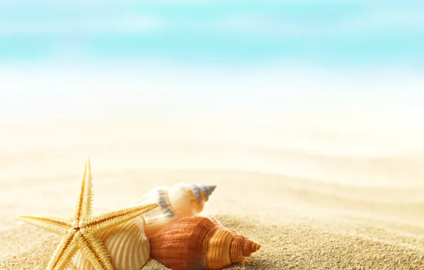 Picture summer, shells, seashells