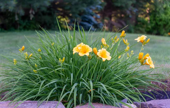 Wallpaper yellow, the bushes, flowers, Lily, garden, the daylilies