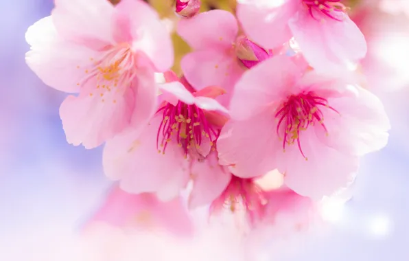 Macro, flowers, spring, petals, Sakura, pink, flowering, bokeh