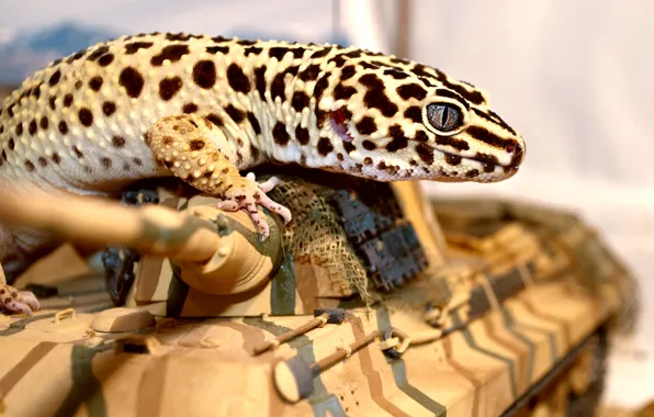 Picture eyes, lizard, tank, Gecko, ablefor