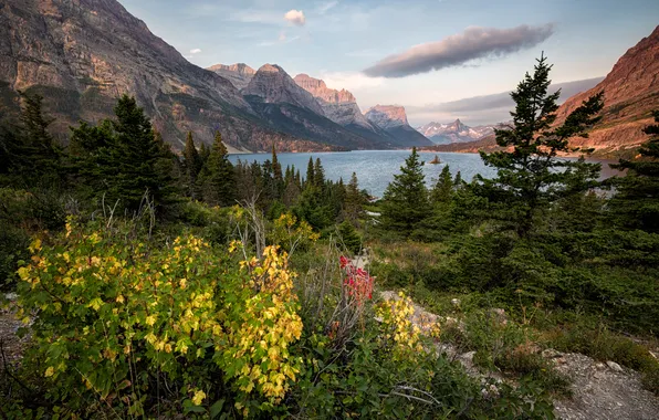 Picture forest, mountains, nature, lake, Glacier National Park, Montana