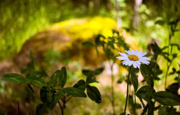 Picture summer, nature, Daisy