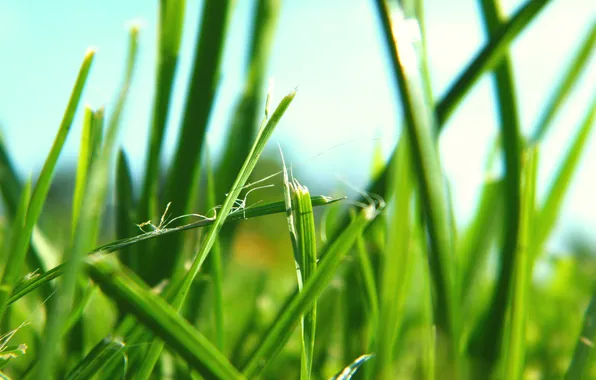Greens, grass, nature, green, macro photo