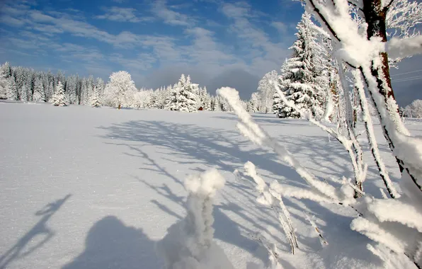 Picture winter, forest, snow, mountains, Sumava, national park Šumava