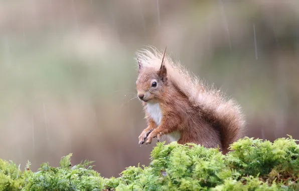 Picture greens, look, nature, pose, background, rain, wet, protein