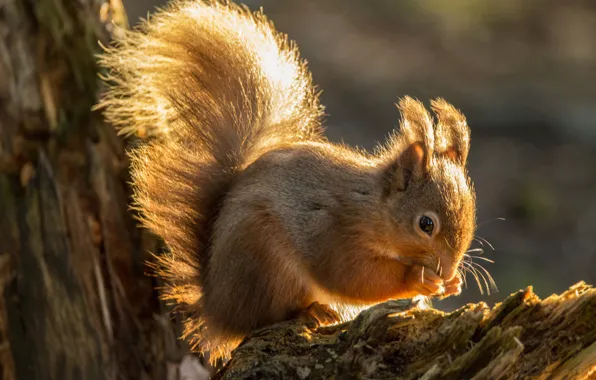 The sun, trees, protein, red, bokeh, closeup