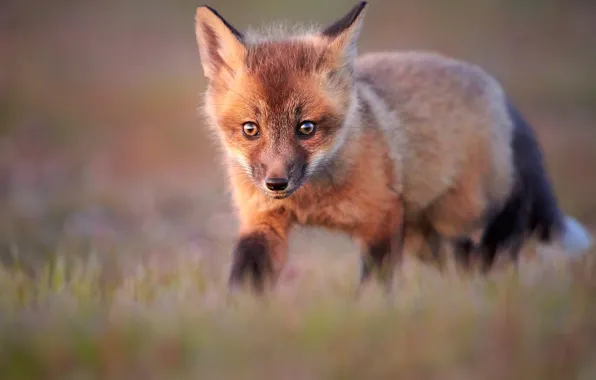 Picture grass, portrait, blur, Fox, walk, face, Fox