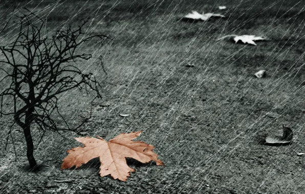 Picture sheet, rain, tree