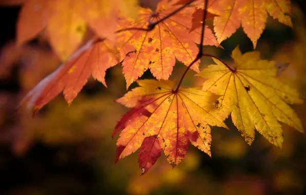 Autumn, leaves, nature, color