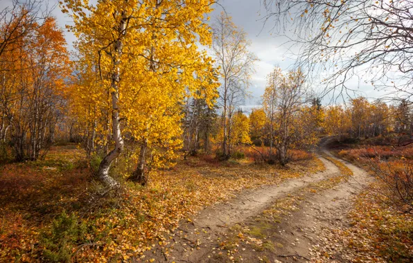 Picture road, autumn, forest, landscape, nature