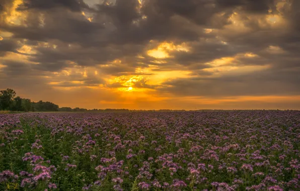 Picture field, sunset, flowers