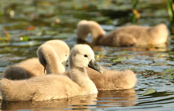 Water, light, birds, swans, chick, Chicks, pond, swimming