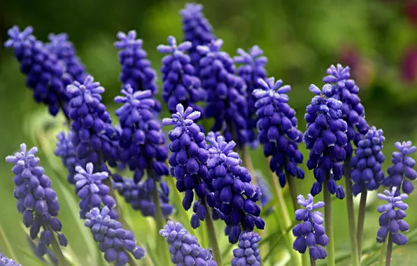 Picture Bokeh, Bokeh, Purple flowers, Lupin, Purple flowers