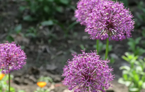 Flowers, Spring, Balls, Background, Purple, Meduzanol ©, Decorative bow