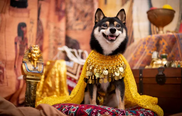 Look, pose, clothing, dog, costume, outfit, image, face