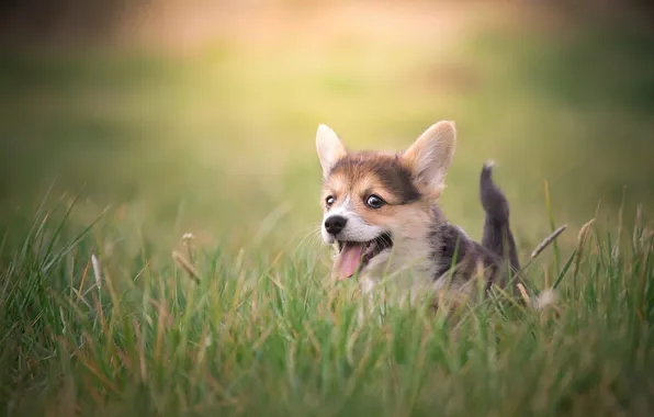 Look, nature, pose, dog, face
