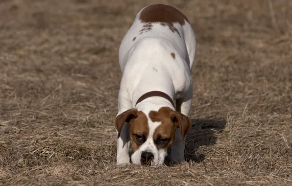 Picture field, dog, walk