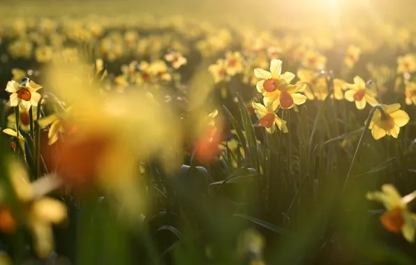 Flowers, spring, yellow, garden, daffodils, bokeh