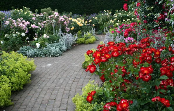 Picture flowers, roses, track, garden, UK, Devon, colorful, the bushes