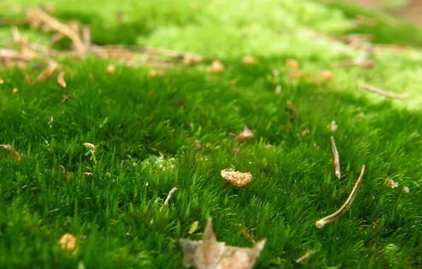 Forest, grass, green, Rosa, carpet, foliage, moss