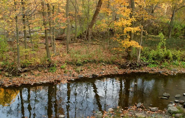 Autumn, forest, stream, stones