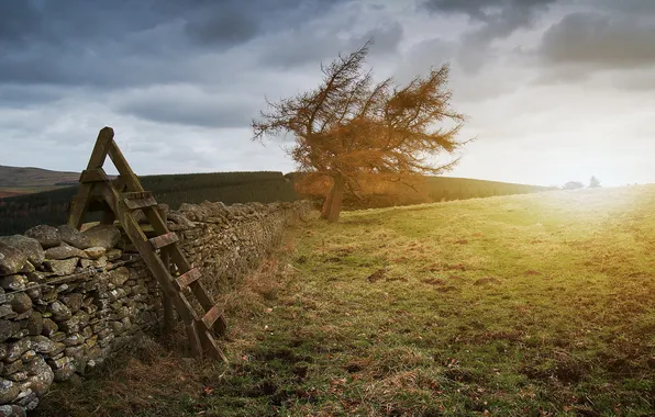 Picture field, landscape, the fence