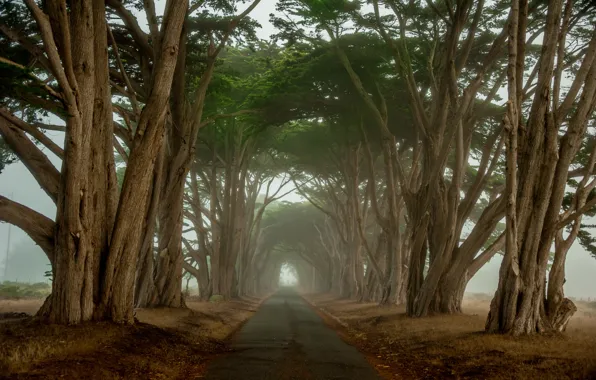 Road, trees, morning, tunnel, CA, cypress