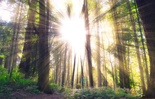 Picture forest, the sun, trees, ray