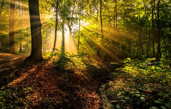Picture forest, the sun, rays