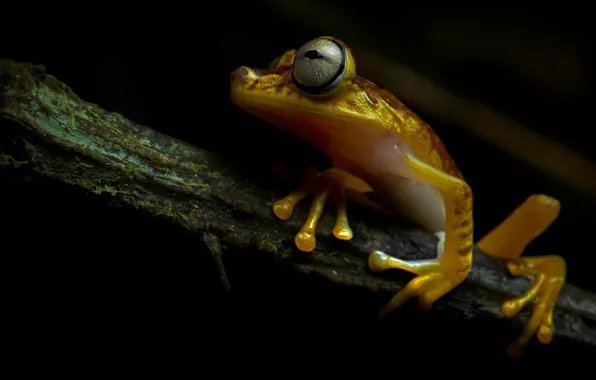 Look, frog, branch, black background, sitting, yellow