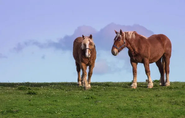 Field, the sky, nature, horse, horse, two, meadow, pair