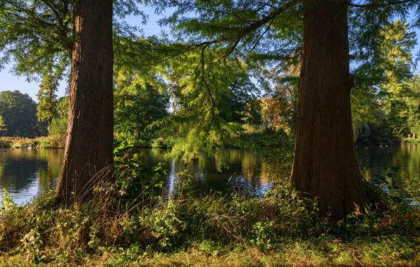Greens, forest, summer, grass, the sun, trees, branches, river