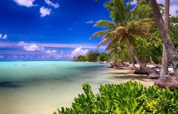 Beach, nature, tropics, palm trees, the ocean