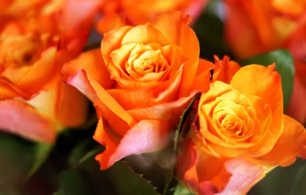 Picture orange, roses, bouquet
