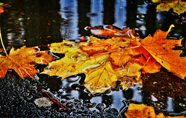 Picture autumn, leaves, water, canvas