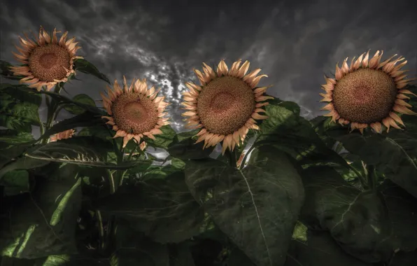 Summer, sunflowers, night