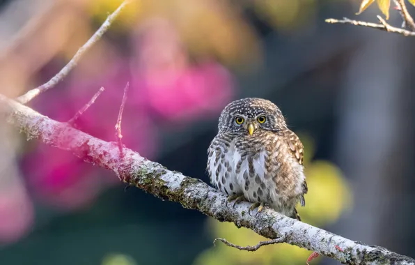 Owl, bird, owl