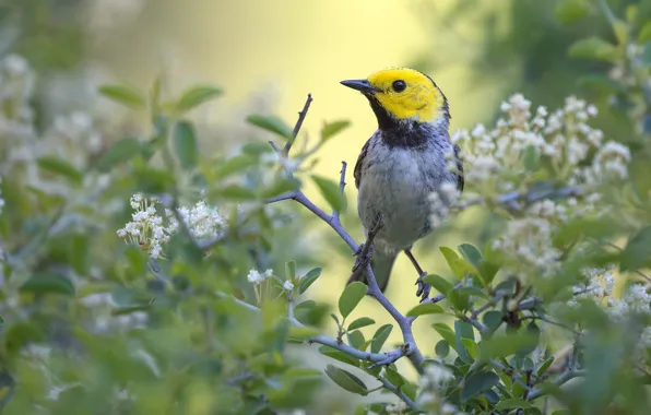 Leaves, flowers, branches, bird, blur, spring, white, flowering