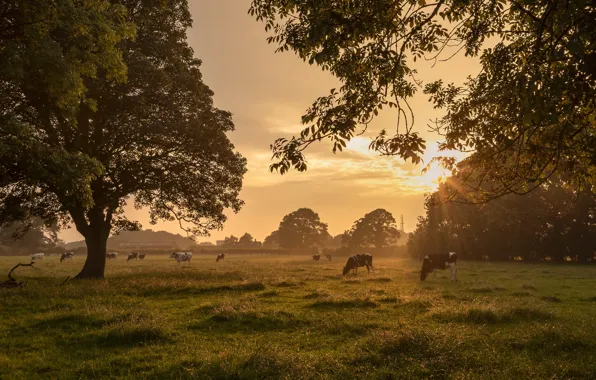 Summer, nature, cattle