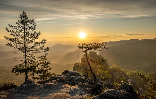 The sun, mountains, fog, stones, dawn, height, morning, pine