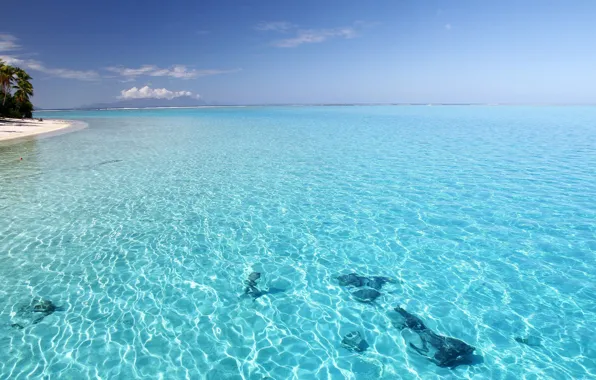Beach, water, transparency, tropics, Laguna