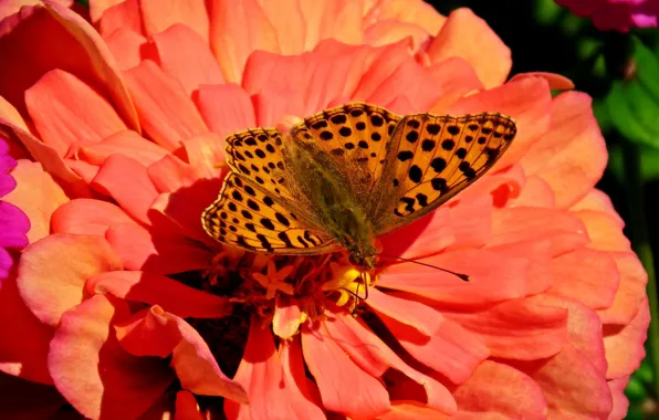 Macro, butterfly, Flower