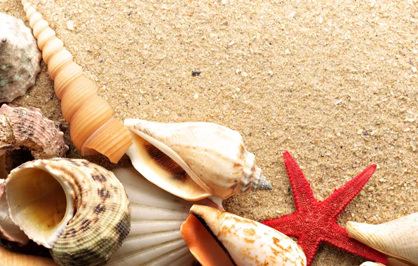 Picture sand, sea, star, shell